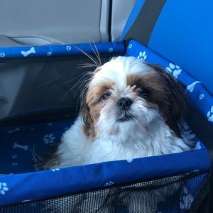 Meet my baby shihtzu, Louis.